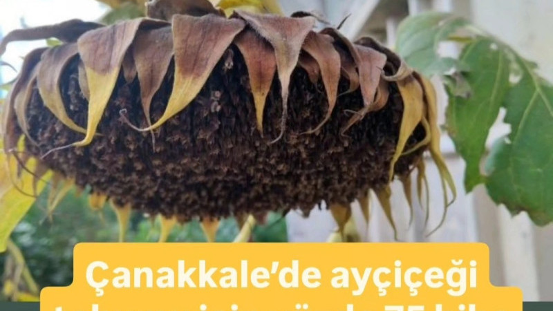 Çanakkale’de ayçiçeği tohumu için yüzde 75 hibe desteği verilecek