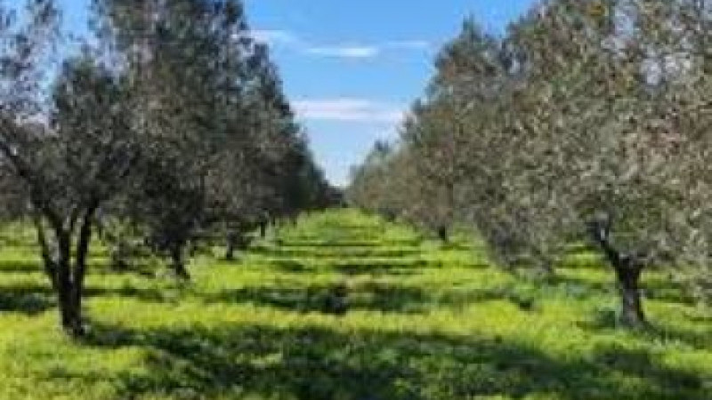 Ezine’de zeytinlik alanlarda yeşil gübreleme projesi