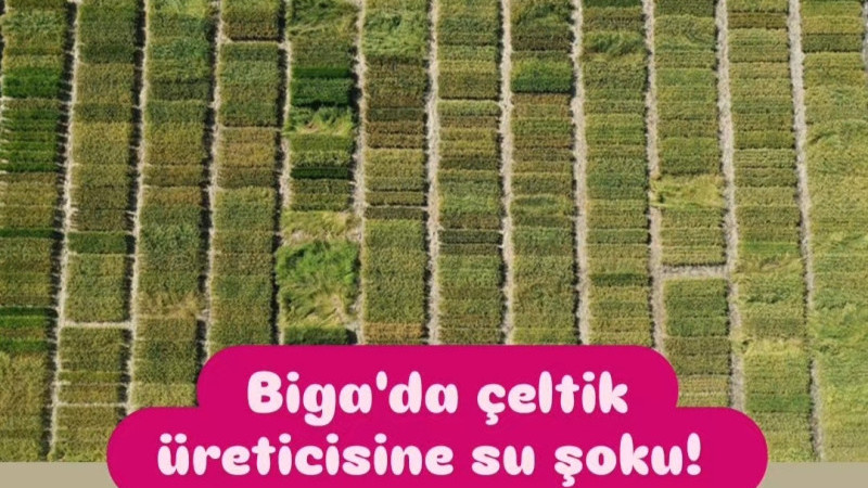 Biga'da çeltik üreticisine su şoku! 