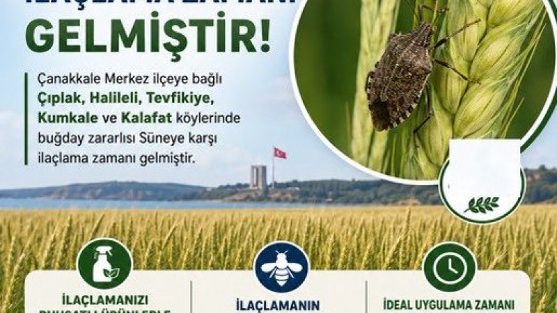 Çanakkale'de Süneye Karşı İlaçlama Uyarısı