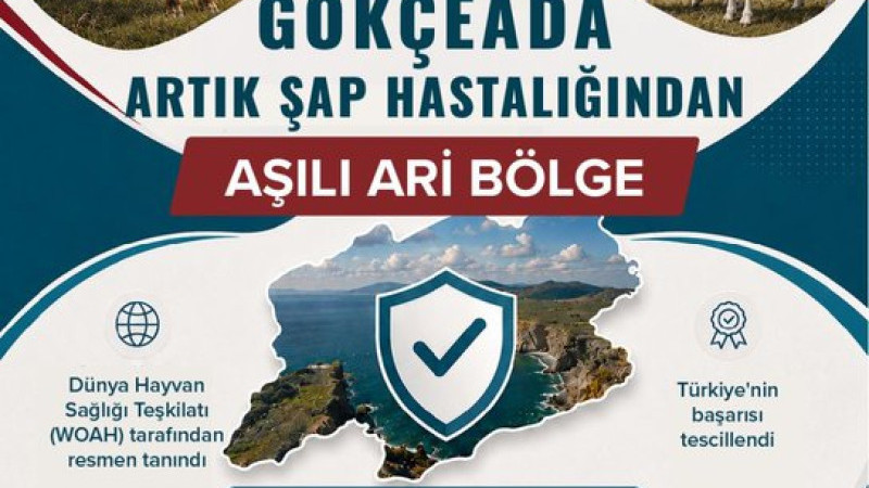 Gökçeada, Şap Hastalığından Aşılı Ari Bölge İlan Edildi!