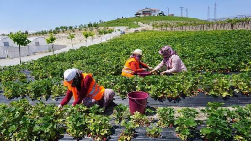 Biga’da Çilek Hasadı Heyecanı: Kaymakam Kayabaşı Tarlada Çiftçilerle Buluştu