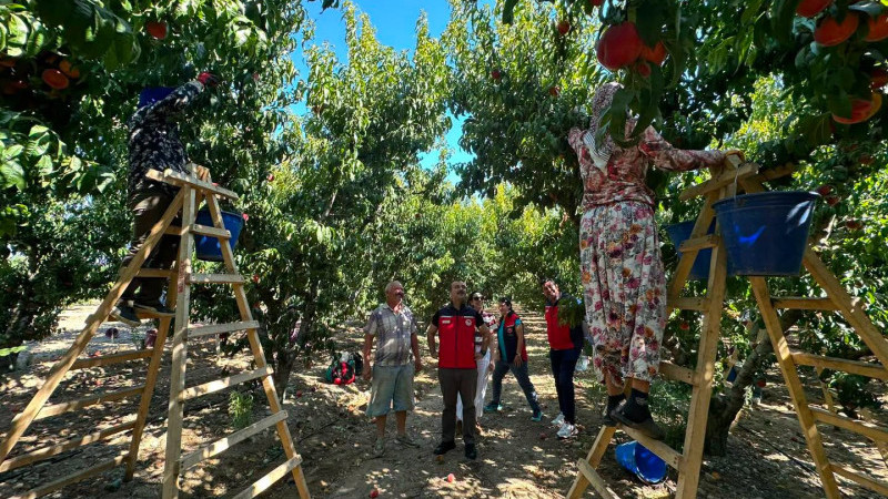 Kocadere Köyü’nde düzenlenen şeftali hasadı