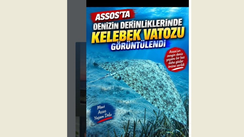 ASSOS'TA DENİZİN DERİNLİKLERİNDE KELEBEK VATOZU GÖRÜNTÜLENDİ