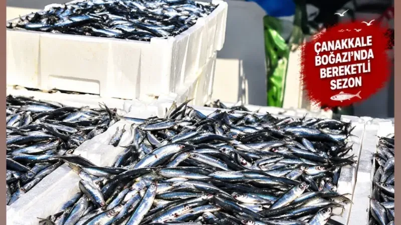 GELİBOLU’DA BİN 500 KASA SARDALYA YAKALANDI